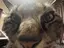 ろーりゅーのプロフィール画像