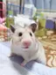 しんGのプロフィール画像