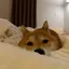 miiのプロフィール画像