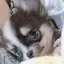 がっきーのプロフィール画像