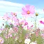 りしゃのプロフィール画像