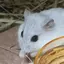もものプロフィール画像