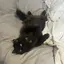 🐈‍⬛のプロフィール画像