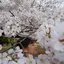 キムのプロフィール画像