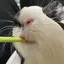よもぎのプロフィール画像
