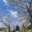 さくらのプロフィール画像