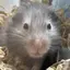 ここのプロフィール画像