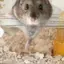 みほのプロフィール画像