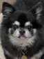日桜のプロフィール画像