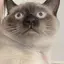 にくまんのプロフィール画像