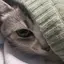 りんのプロフィール画像