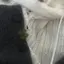 椛葉のプロフィール画像
