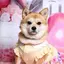 こむぎのプロフィール画像