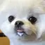 pometagiのプロフィール画像
