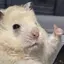 🐹のプロフィール画像