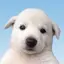 𝓨.𝓢.𝓩のプロフィール画像