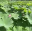 🖤のプロフィール画像