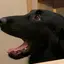 ちきんちゃんのプロフィール画像