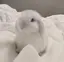 まほのプロフィール画像