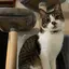 のんちゃんのプロフィール画像