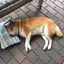 あおのプロフィール画像