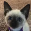 yuriaのプロフィール画像