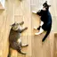 tennekoのプロフィール画像