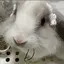 カキのプロフィール画像