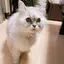 ゆきまるのプロフィール画像