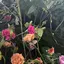 Aのプロフィール画像