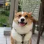 ねりすけのプロフィール画像