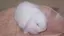 うさうさのプロフィール画像