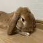 あひるのプロフィール画像