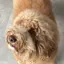 ゆめちのプロフィール画像