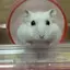 むぎのプロフィール画像