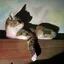 piのプロフィール画像