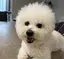 もぐもぐシュントのプロフィール画像