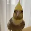 まえやんのプロフィール画像