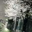 れのプロフィール画像