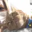 かめかめのプロフィール画像