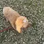小さいランドセルのプロフィール画像