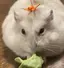 おからのプロフィール画像