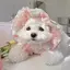 いちご大福のプロフィール画像