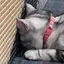 すのうまん。のプロフィール画像