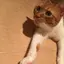 maakoのプロフィール画像