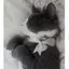 黒猫のプロフィール画像