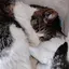 にしはらのプロフィール画像