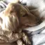 わたぼんのプロフィール画像