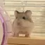 智美のプロフィール画像