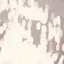 chiiのプロフィール画像